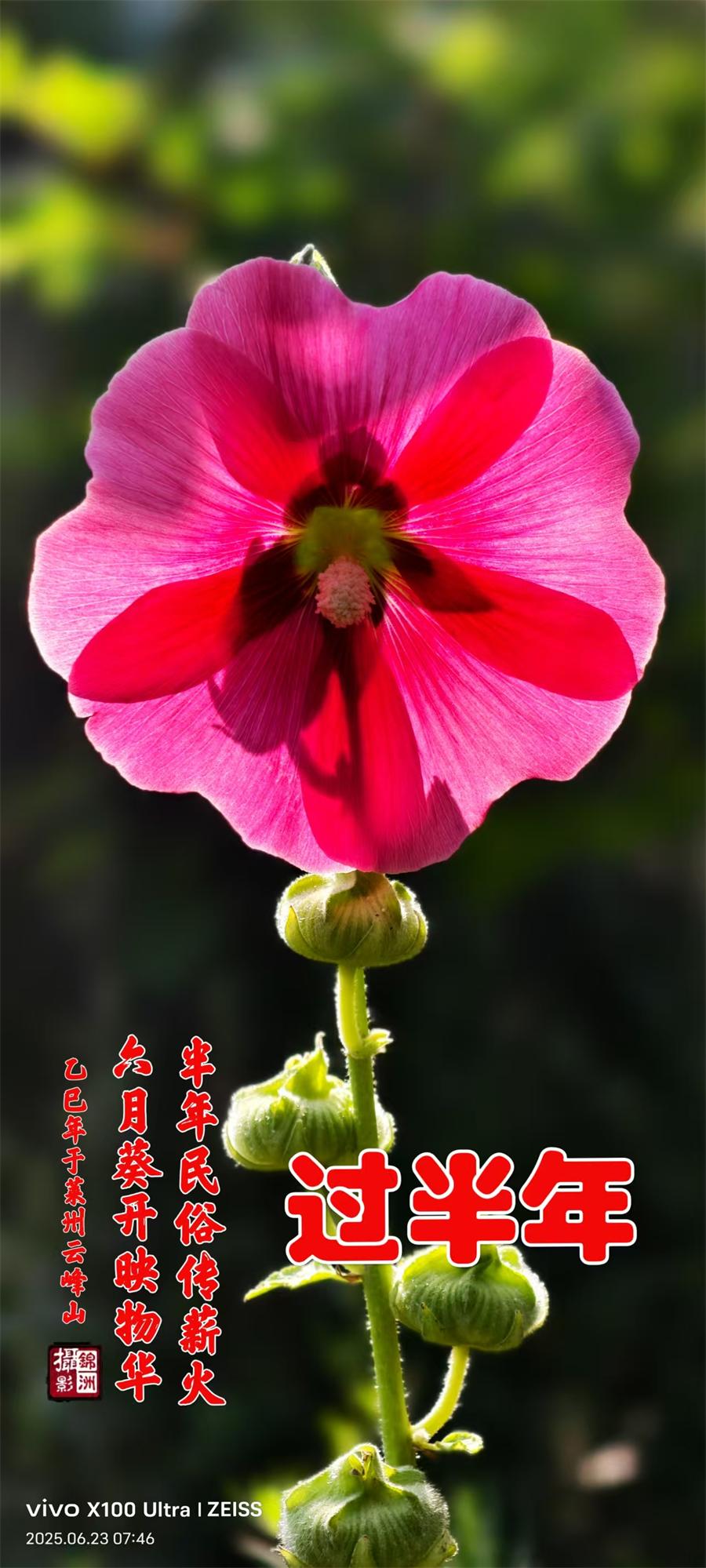 璀璨的莱州民俗文化——过半年 第 1 张