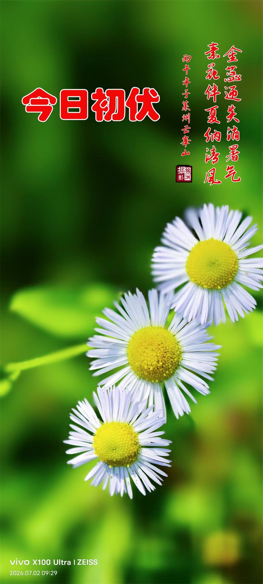 璀璨的莱州民俗文化——入伏 第 1 张