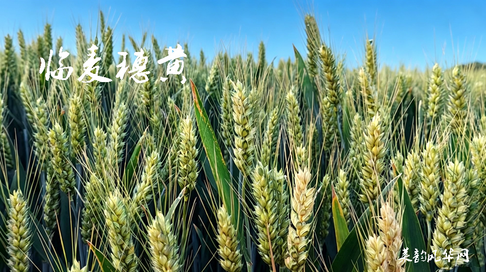 诗话小满，绝句十二首 第 9 张