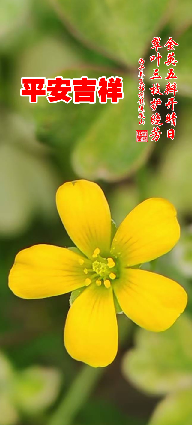 过国之西摄影作品选：山野花韵 第 6 张