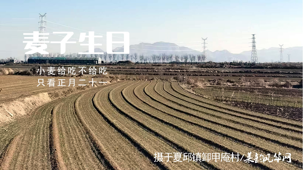 璀璨的莱州民俗文化——麦子生日 第 1 张