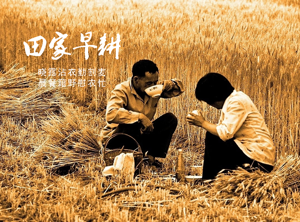 蛙鸣报夏时，俗谚藏农情——莱州乡间的麦收旧忆   第 4 张