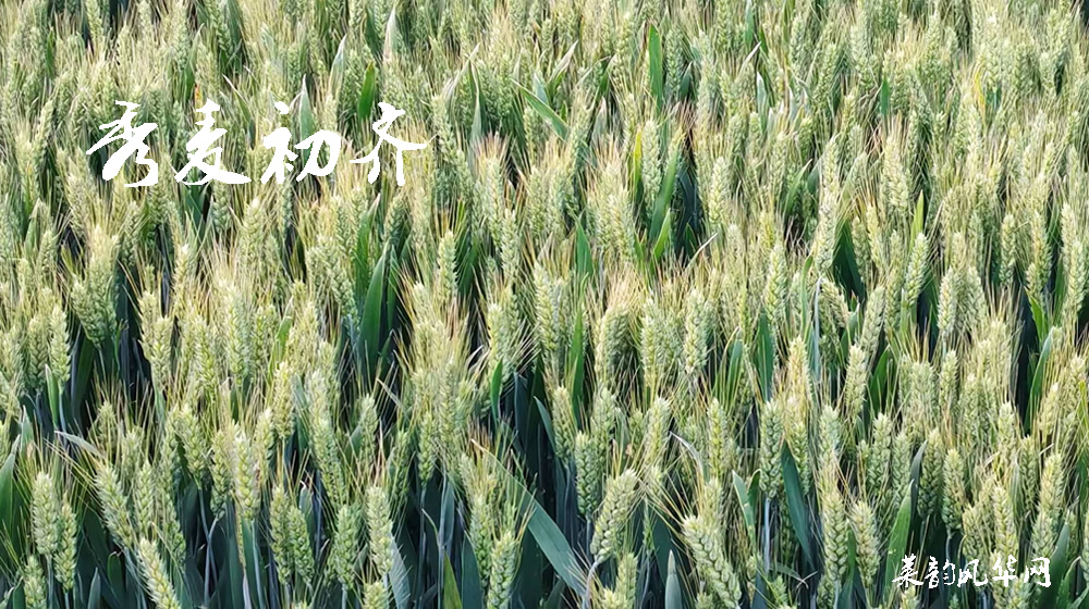 诗话小满，绝句十二首 第 8 张