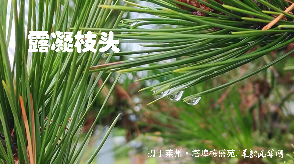 诗词十四首·寒露咏怀 第 10 张