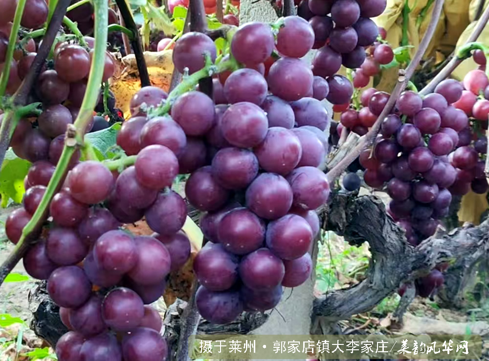 山野葡香，沉淀三十载本土鲜甜 第 2 张