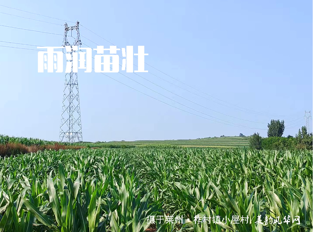 莱邑农谚解密(一):先雷后雨,有雨不大 第 6 张 莱邑农谚解密(一):先雷后雨,有雨不大 第 6 张