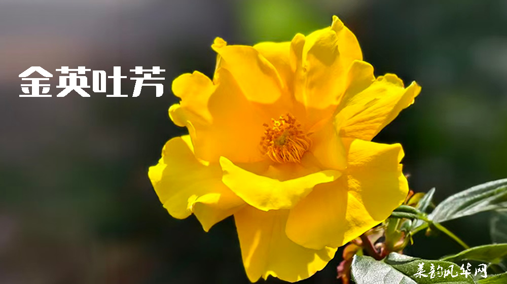 诗词三首•莱州市花 第 2 张