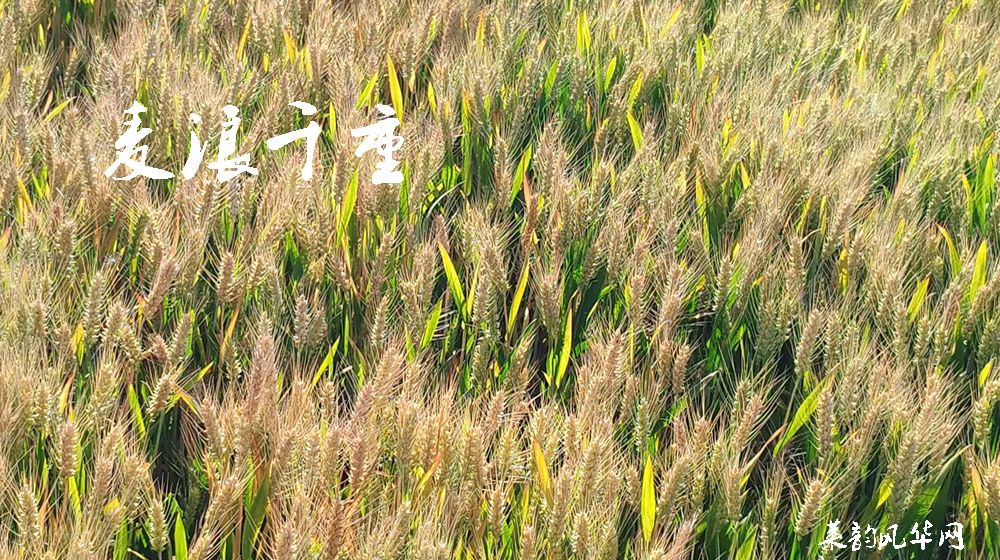 诗词七首•田园莱韵 第 2 张