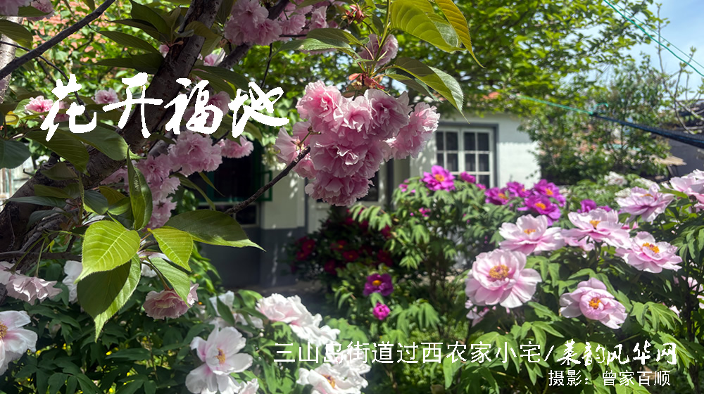 律诗三首•泉韵牡丹 第 3 张