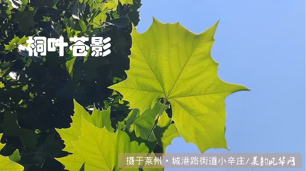 律诗五首•白露秋影 第 1 张