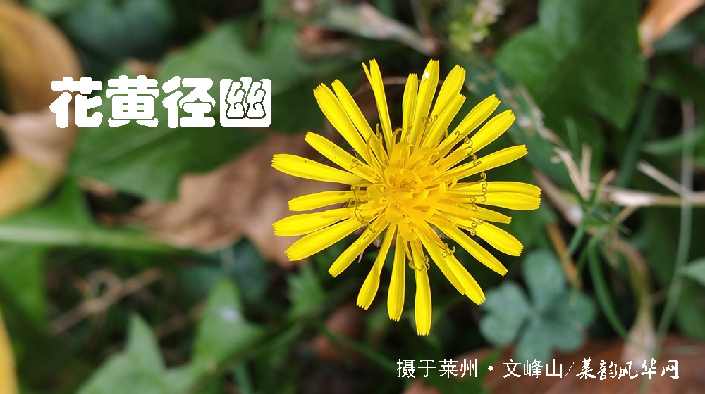 诗词十二首•感怀重阳 第 1 张