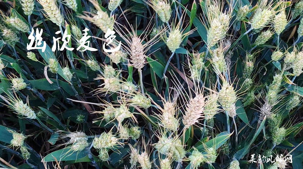 诗话小满，绝句十二首 第 7 张