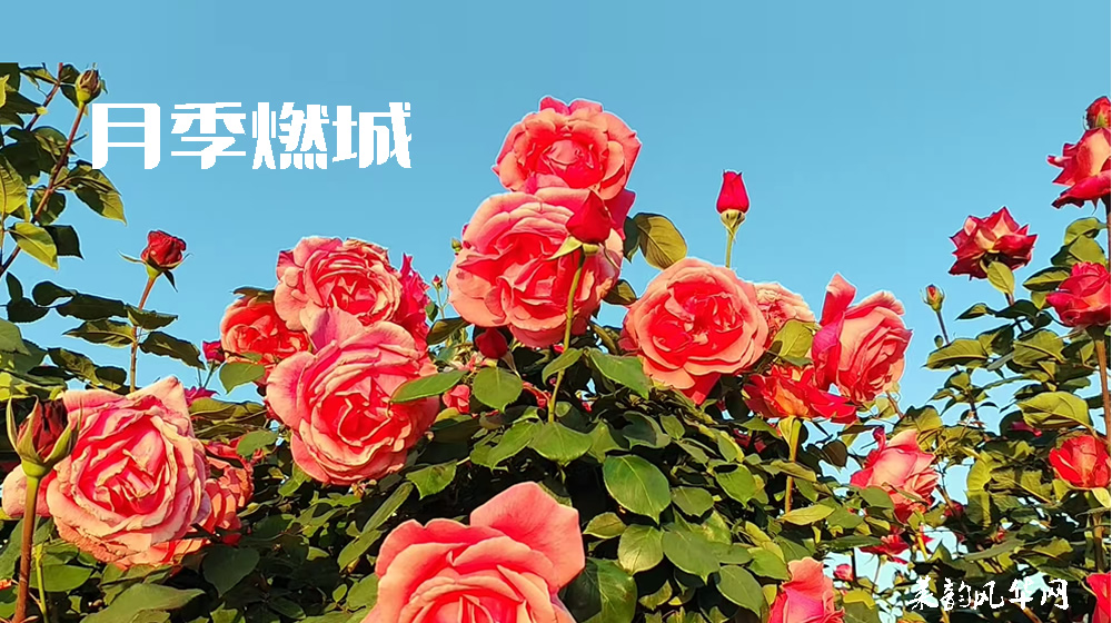 绝句四首•咏月季 第 4 张