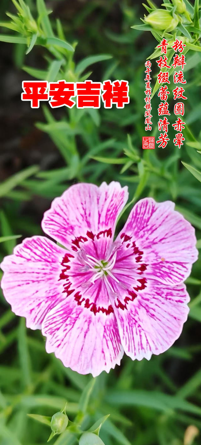 过国之西摄影作品选：山野花韵 第 5 张