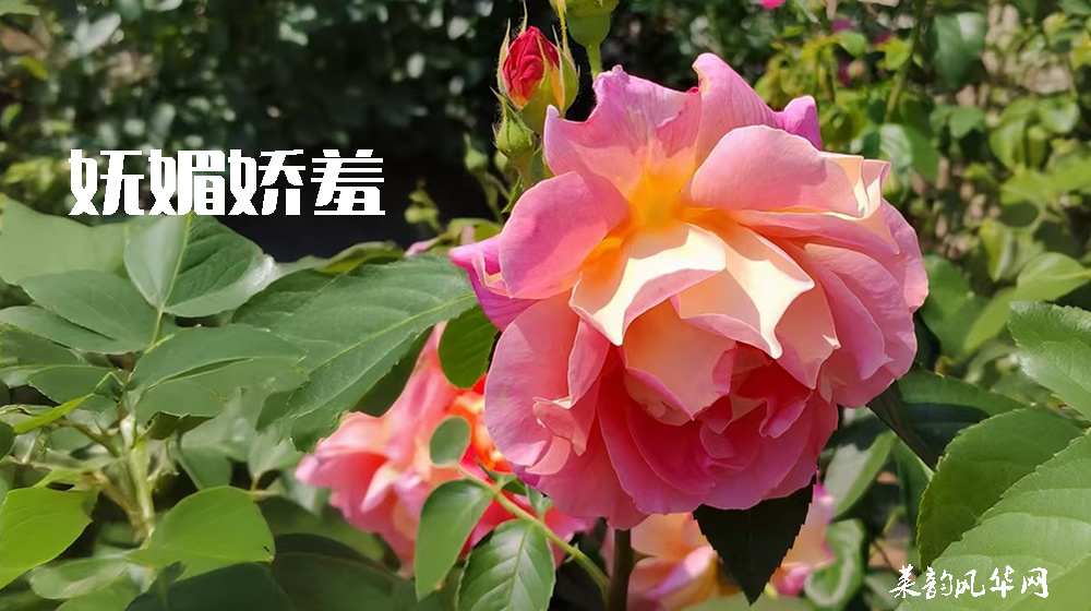 诗词三首•莱州市花 第 1 张