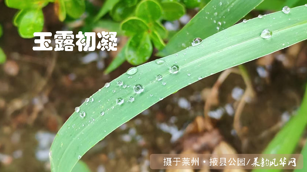律诗五首•白露秋影 第 2 张