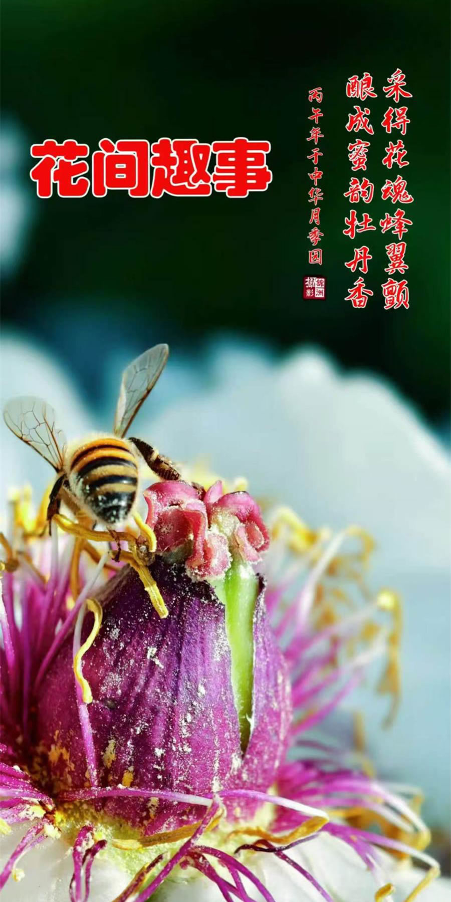 李锦洲手机摄影作品选——蜜蜂 第 3 张