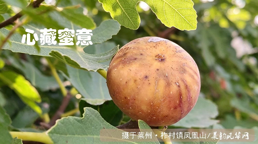 诗词二首•咏无花果 第 2 张