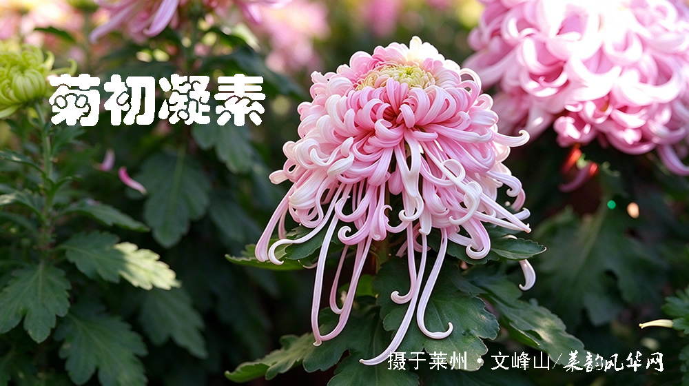 诗词十二首•感怀重阳 第 3 张