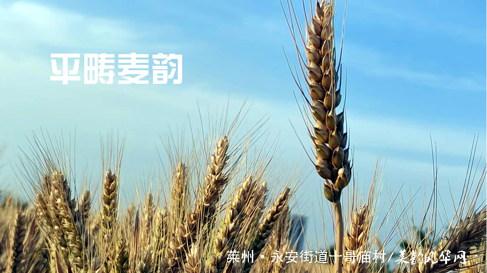 七绝•莱州三夏 第 4 张