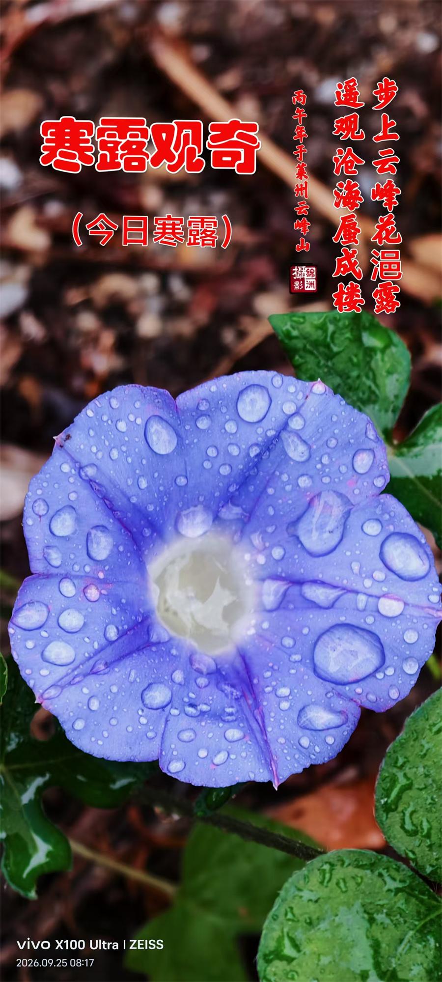 璀璨的莱州民俗文化——寒露 第 1 张