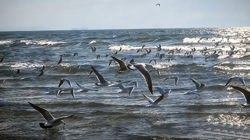 卜算子·隆冬观海 第 2 张