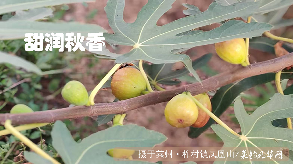 诗词二首•咏无花果 第 1 张