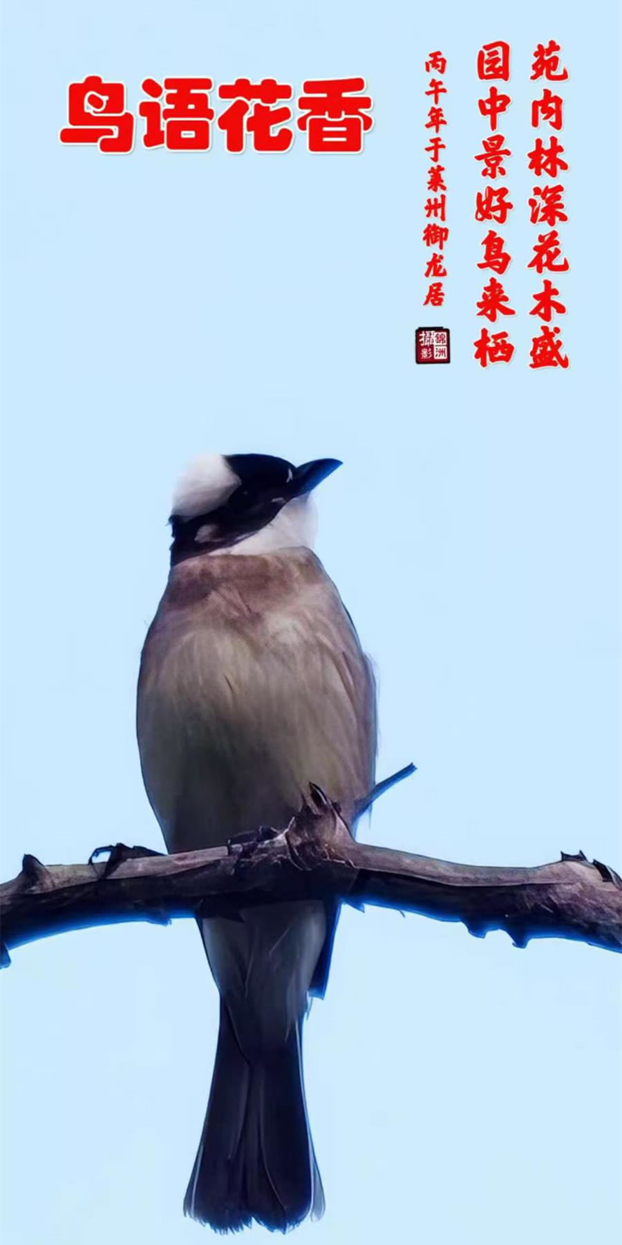 李锦洲手机摄影作品选——小鸟 第 4 张