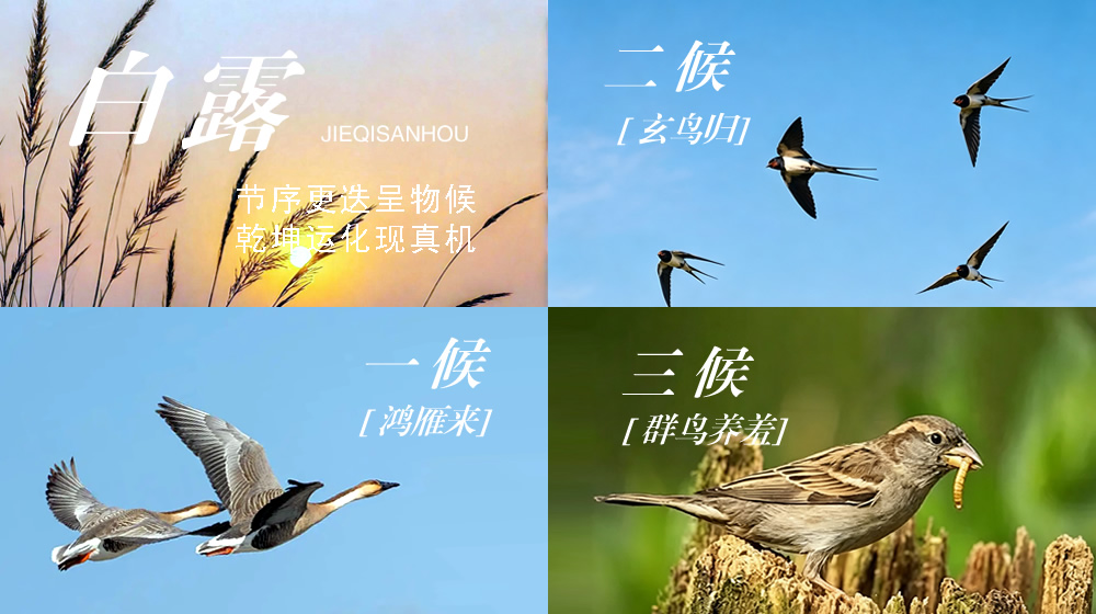 璀璨的莱州民俗文化——白露 第 5 张