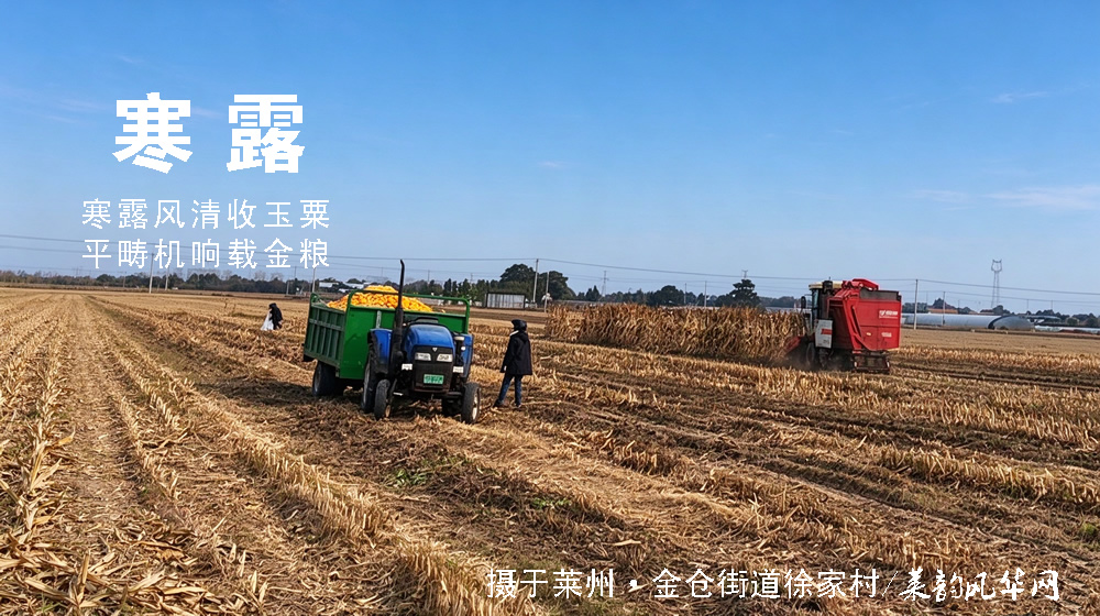 璀璨的莱州民俗文化——寒露 第 2 张