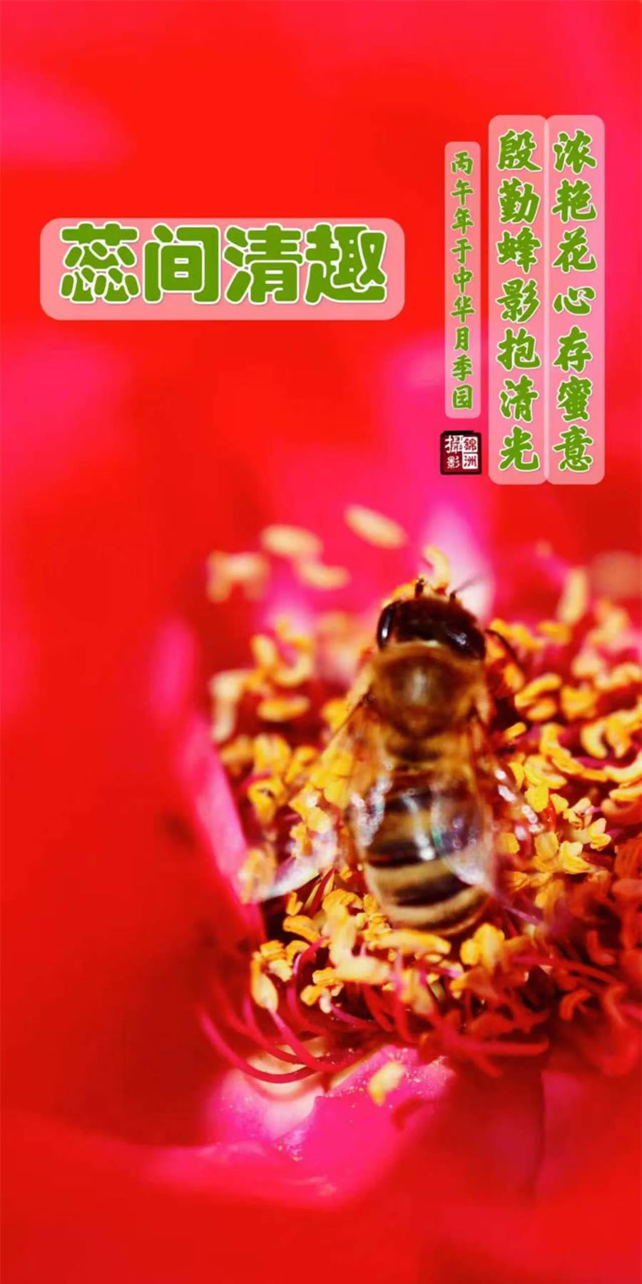 李锦洲手机摄影作品选——蜜蜂 第 1 张