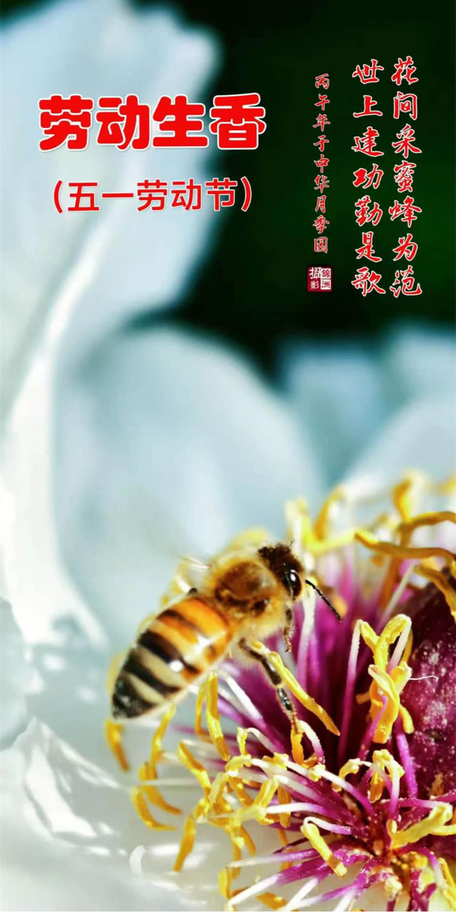 李锦洲手机摄影作品选——蜜蜂 第 5 张