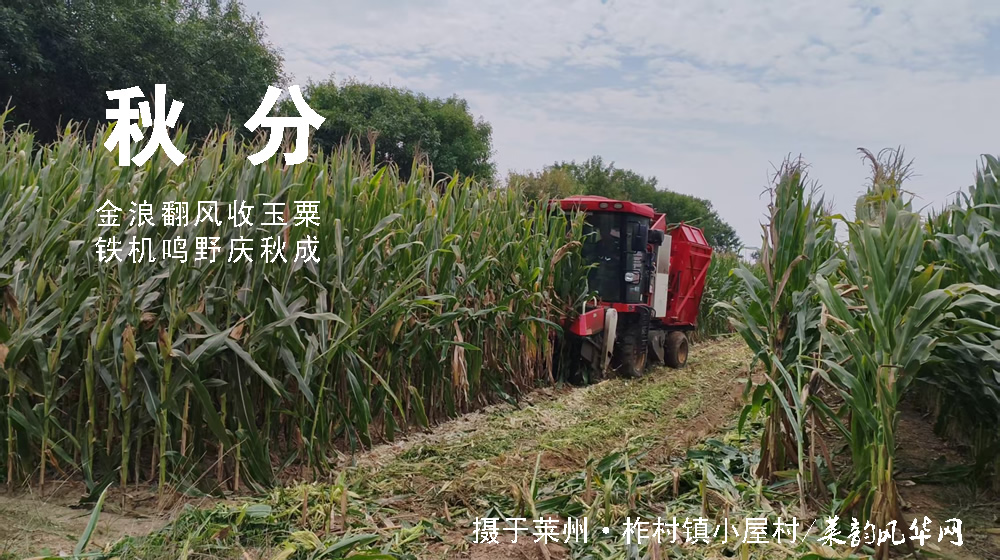 璀璨的莱州民俗文化——秋分 第 4 张