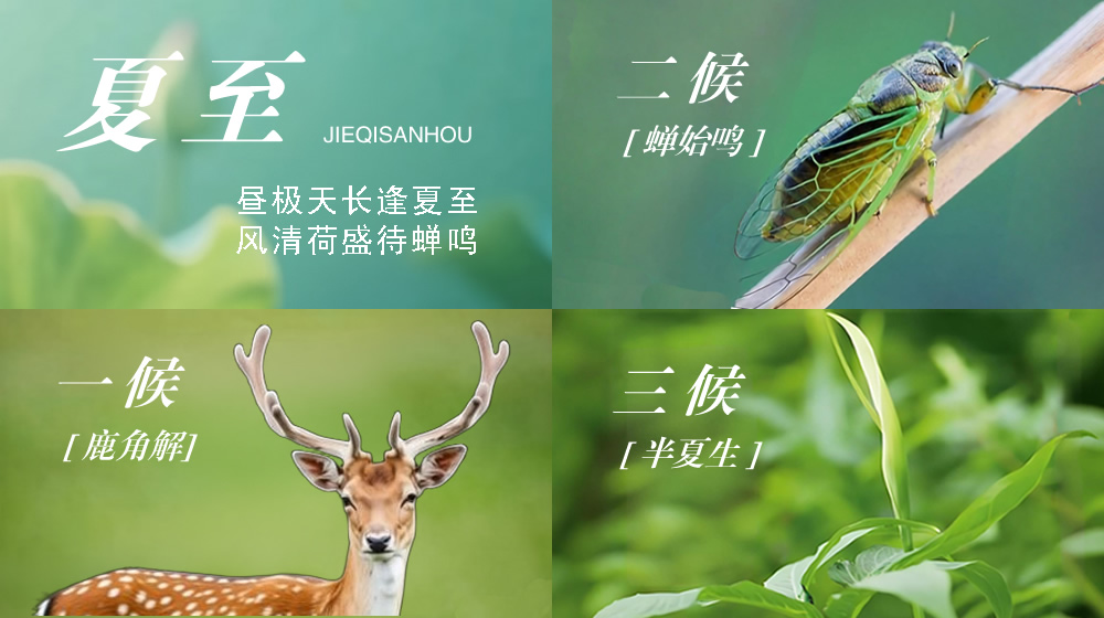 璀璨的莱州民俗文化——夏至 第 6 张