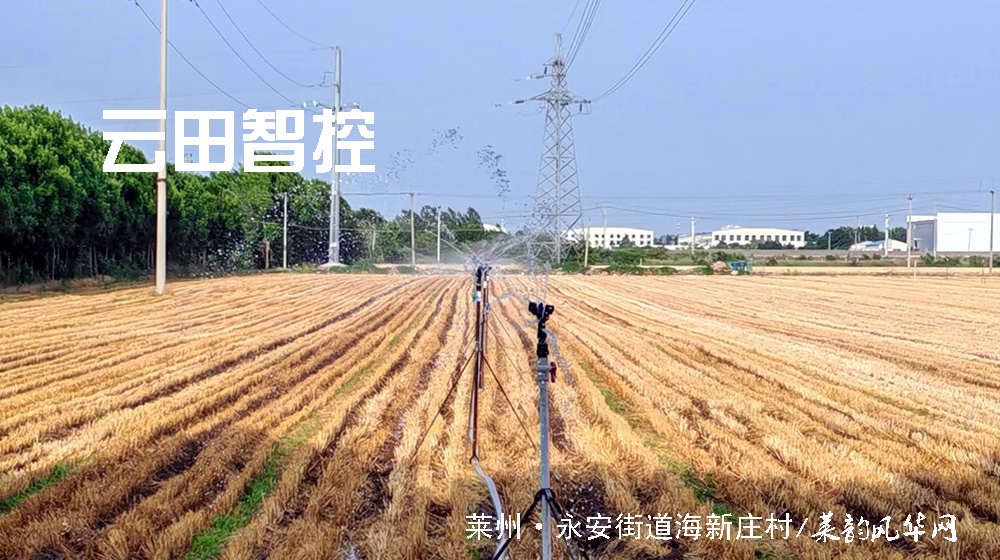 七绝•莱州三夏 第 6 张