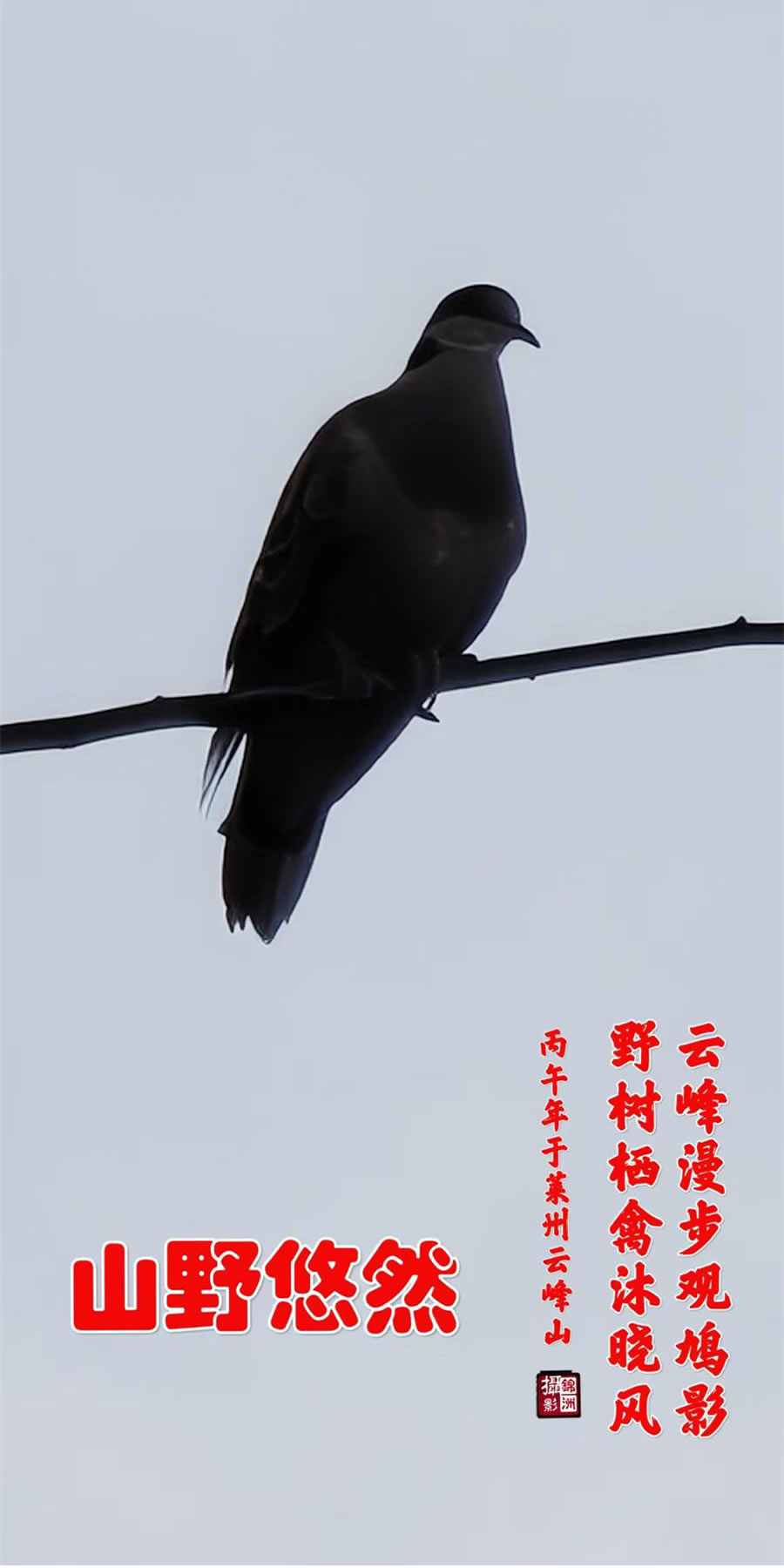 李锦洲手机摄影作品选——小鸟 第 5 张