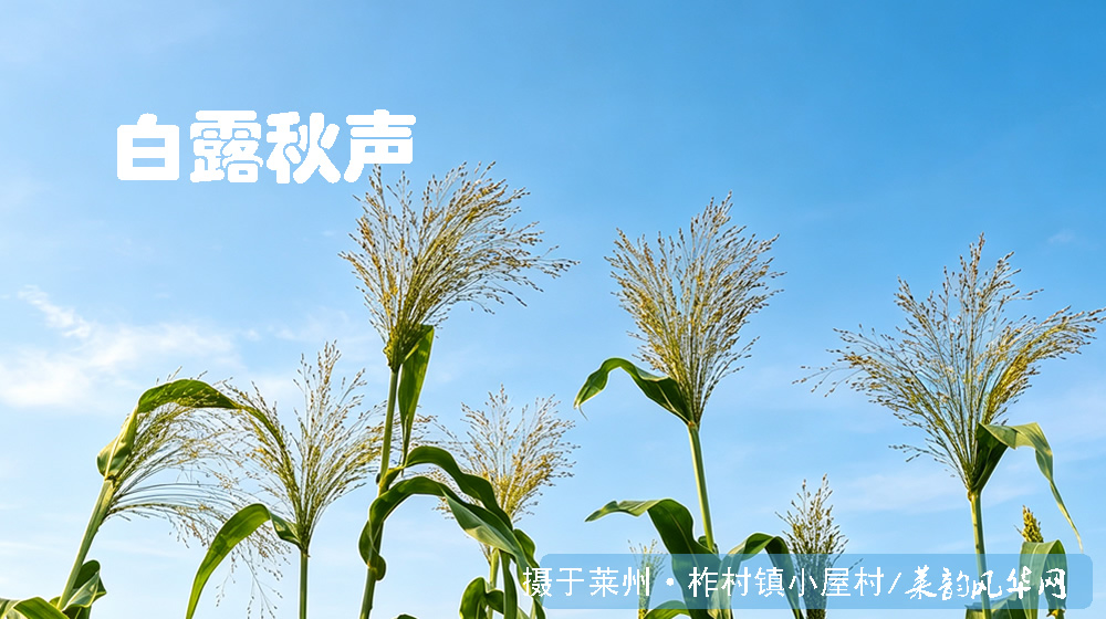 律诗五首•白露秋影 第 1 张