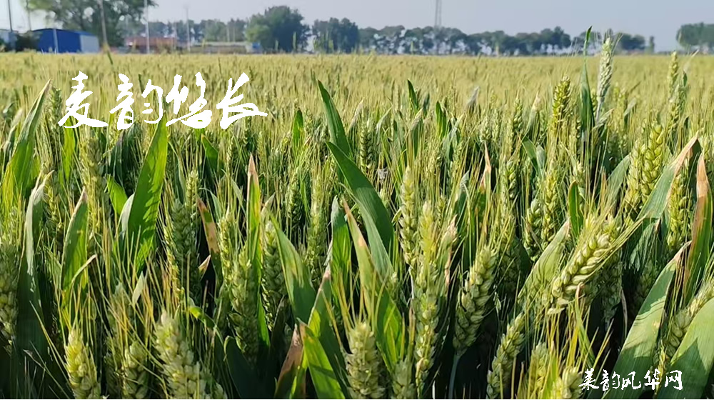 绝句四首•莱州小满天 第 2 张