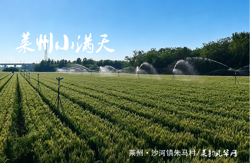 莱州小满至，麦香遍乡畴 第 4 张