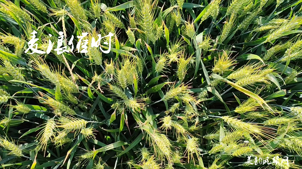 绝句四首•莱州小满天 第 3 张