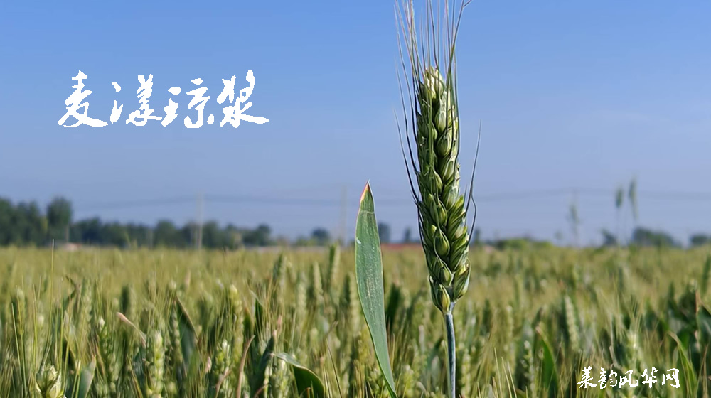 绝句四首•莱州小满天 第 4 张