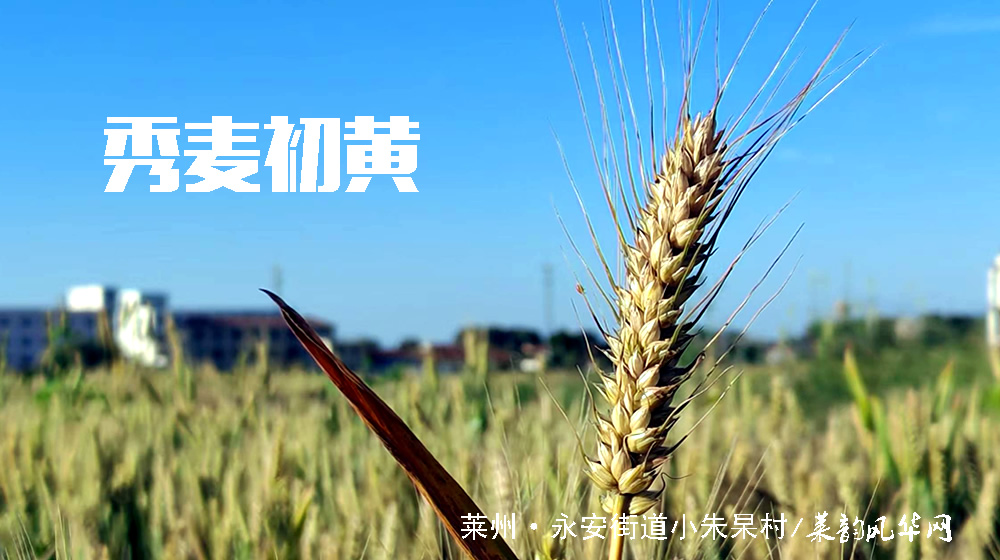诗词五首•芒种 第 1 张