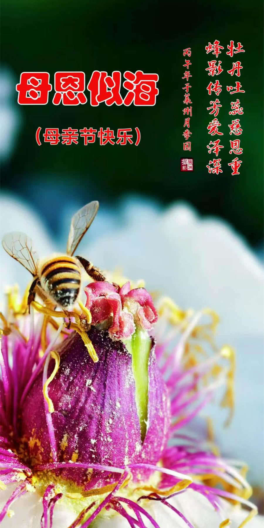 李锦洲手机摄影作品选——蜜蜂 第 2 张