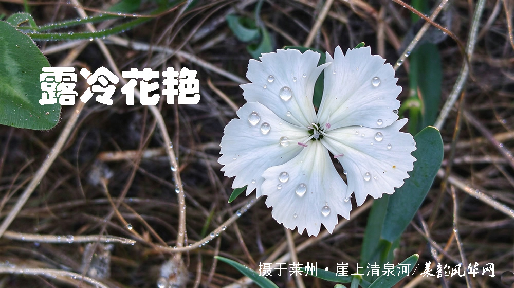 诗词十四首·寒露咏怀 第 12 张