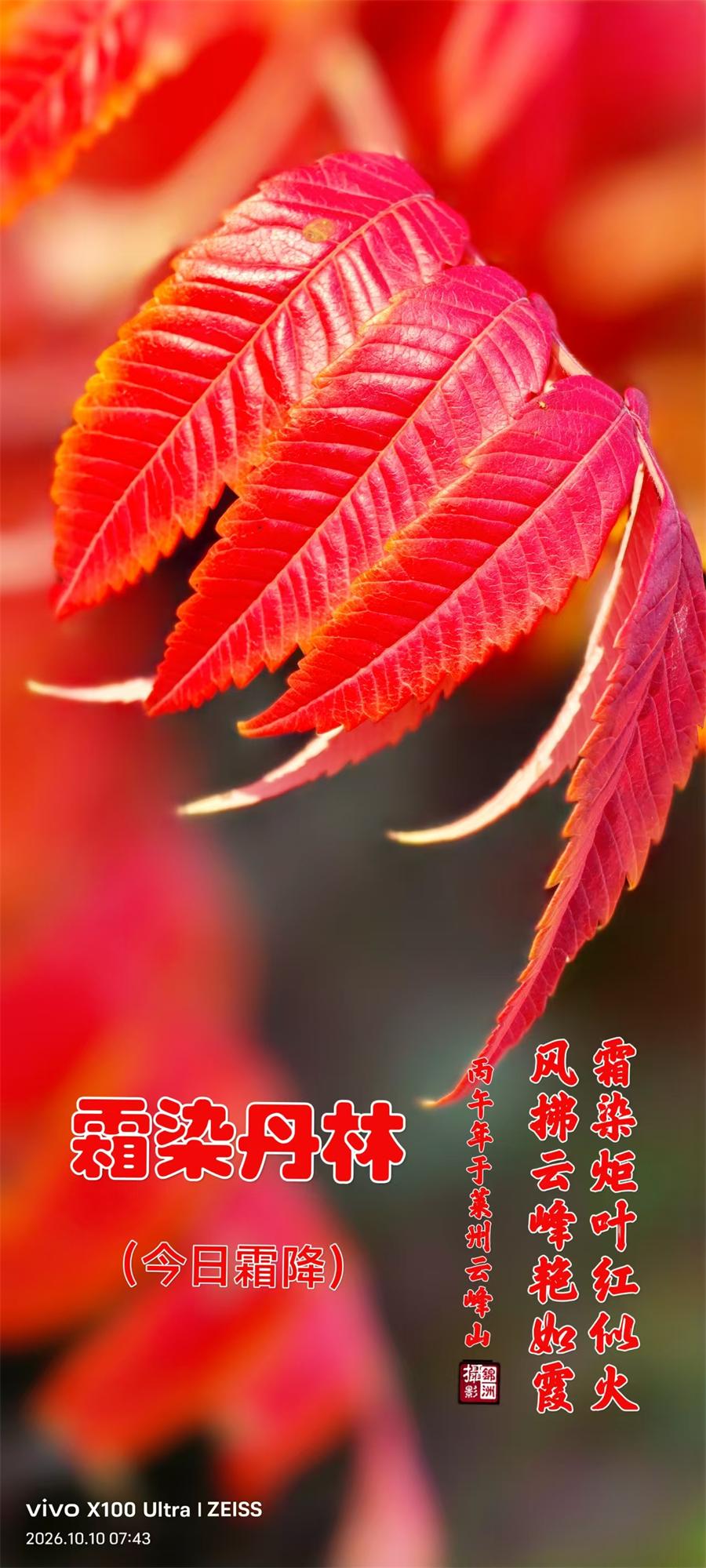 璀璨的莱州民俗文化——霜降 第 1 张