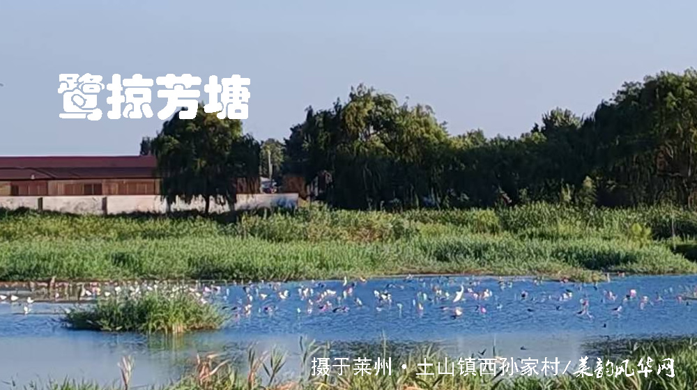 诗词四首•莱邑夏韵 第 3 张