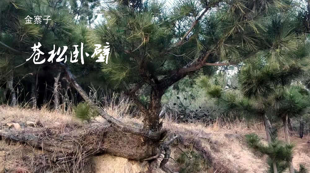 七绝·岁寒三友 第 1 张