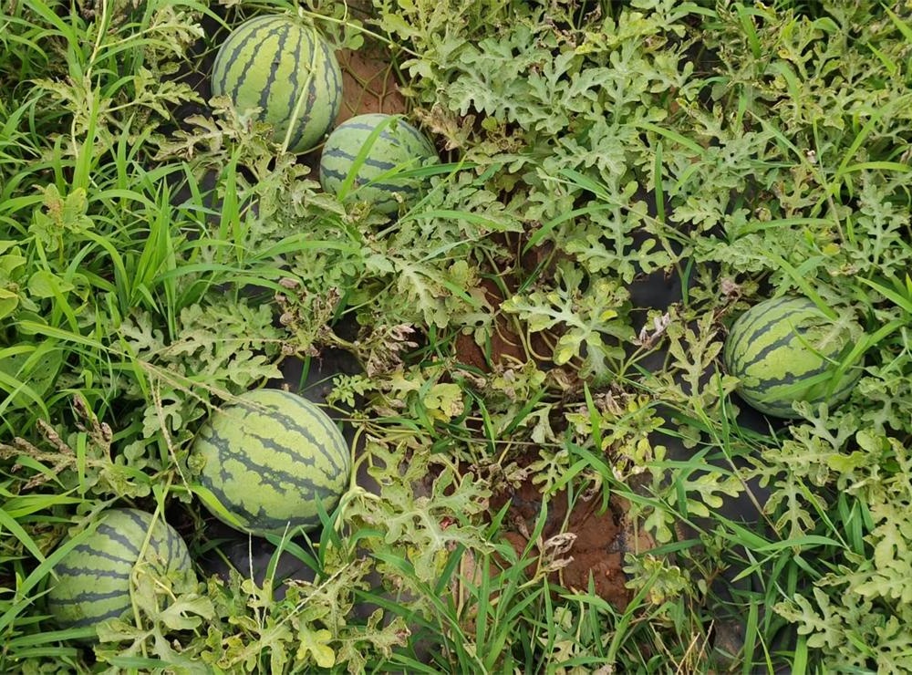 清明沟西瓜：沙壤孕佳果，清瓜润古掖 第 2 张
