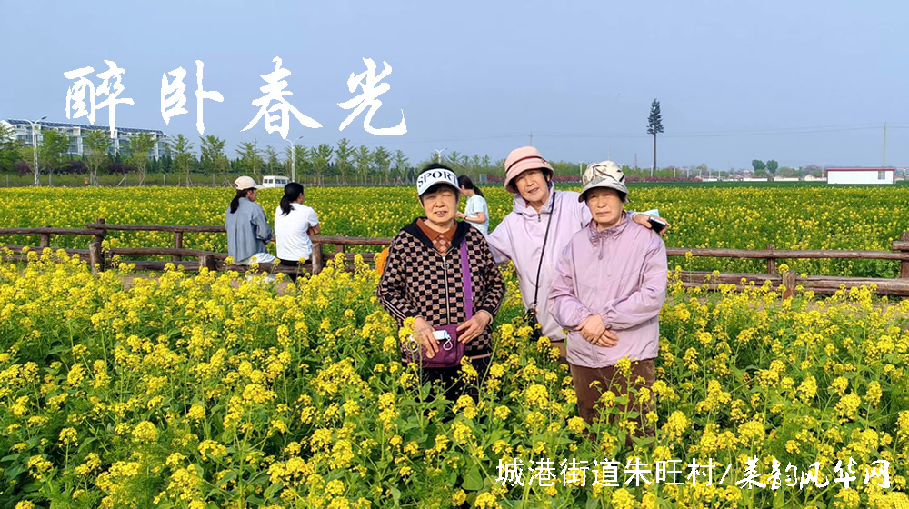 律诗三首•油菜花 第 3 张