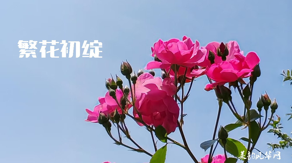诗词三首•莱州市花 第 1 张